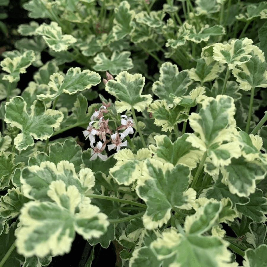 Des images de diffrentes plantes